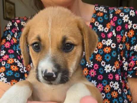 Adotta un cane, maschio, 1 mese, Padova