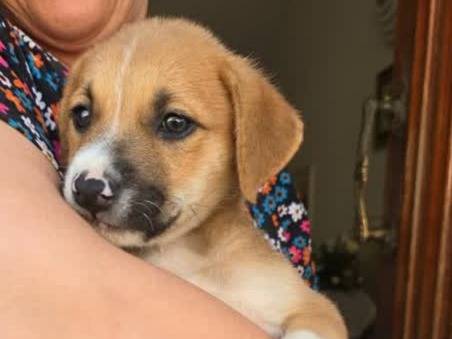 Adotta un cane, taglia media, maschio, Padova