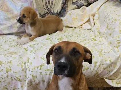 Vuoi adottare un cane a Padova?