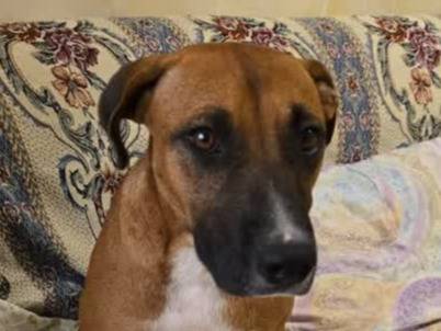 Adotta il cane ARES a Padova