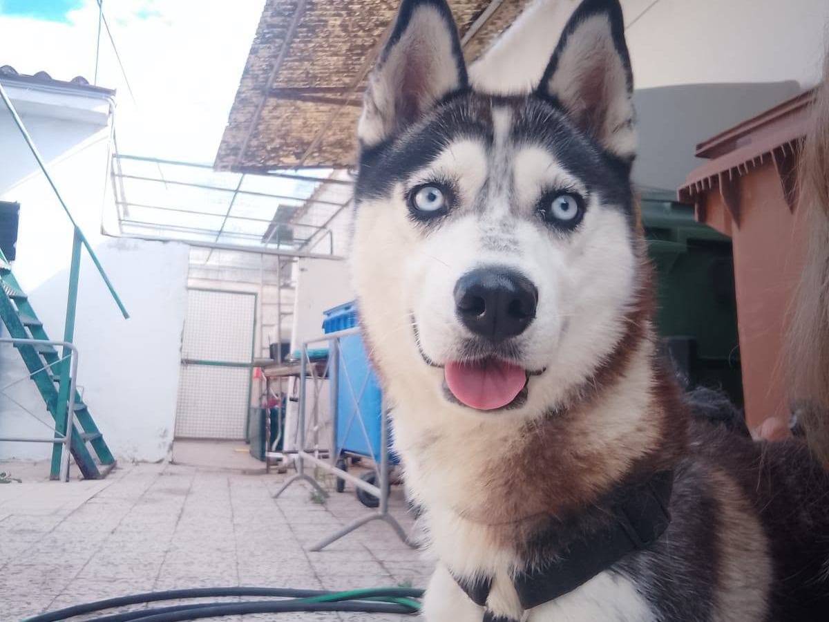 Adozione cane, femmina, Siberian Husky Razza sconosciuta, 2 anni, taglia media, Caserta