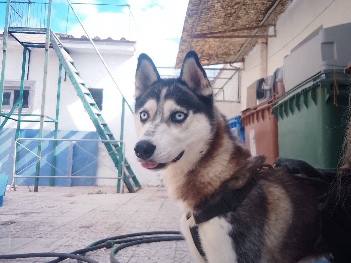 Adotta un cane, femmina, 2 anni, Caserta