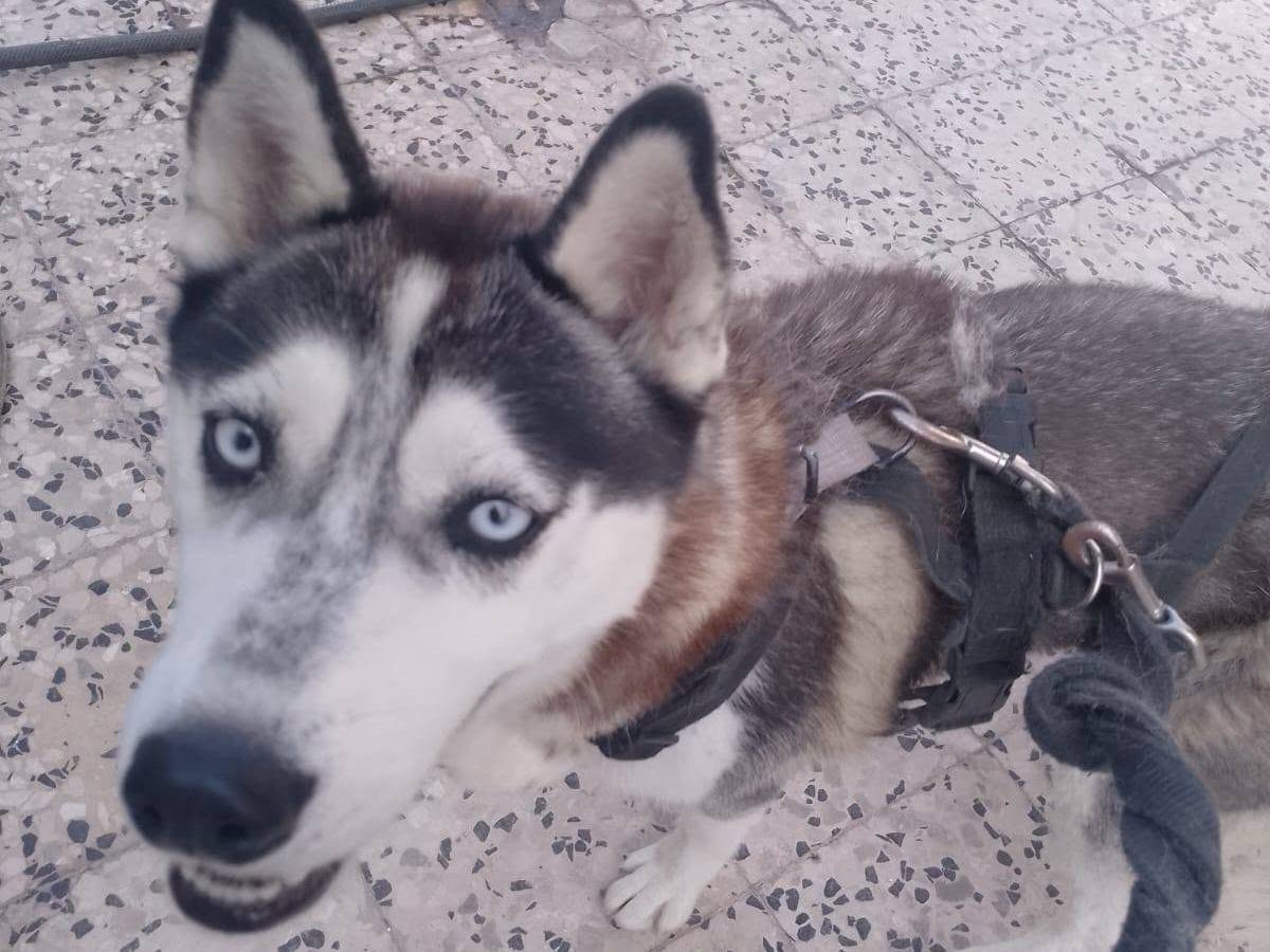 Vuoi adottare un cane a Caserta?