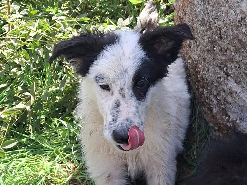 Vuoi adottare un cane a Crotone?