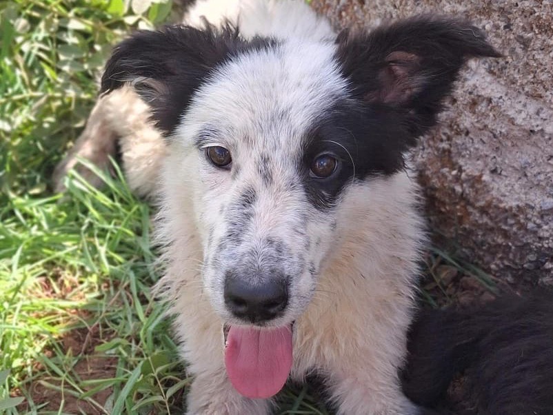 Adotta il cane Romolo a Crotone