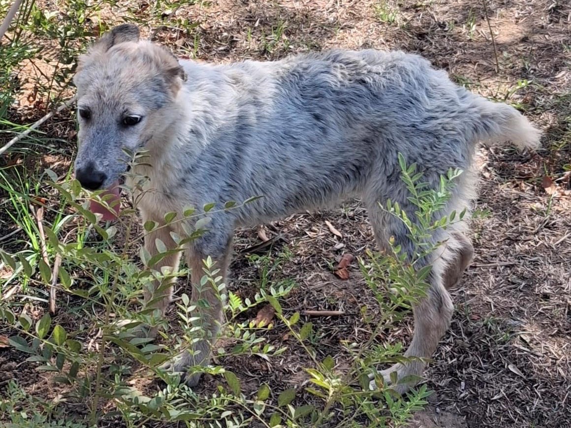 Vuoi adottare un cane a Crotone?