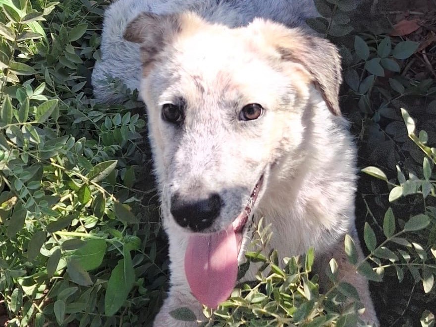 Adotta il cane Livia  a Crotone