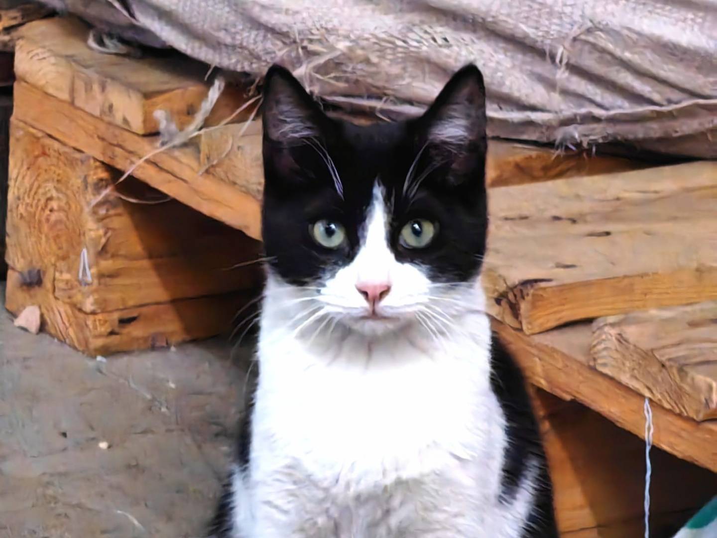 Adotta un gatto, maschio, 4 anni e 6 mesi, Genova