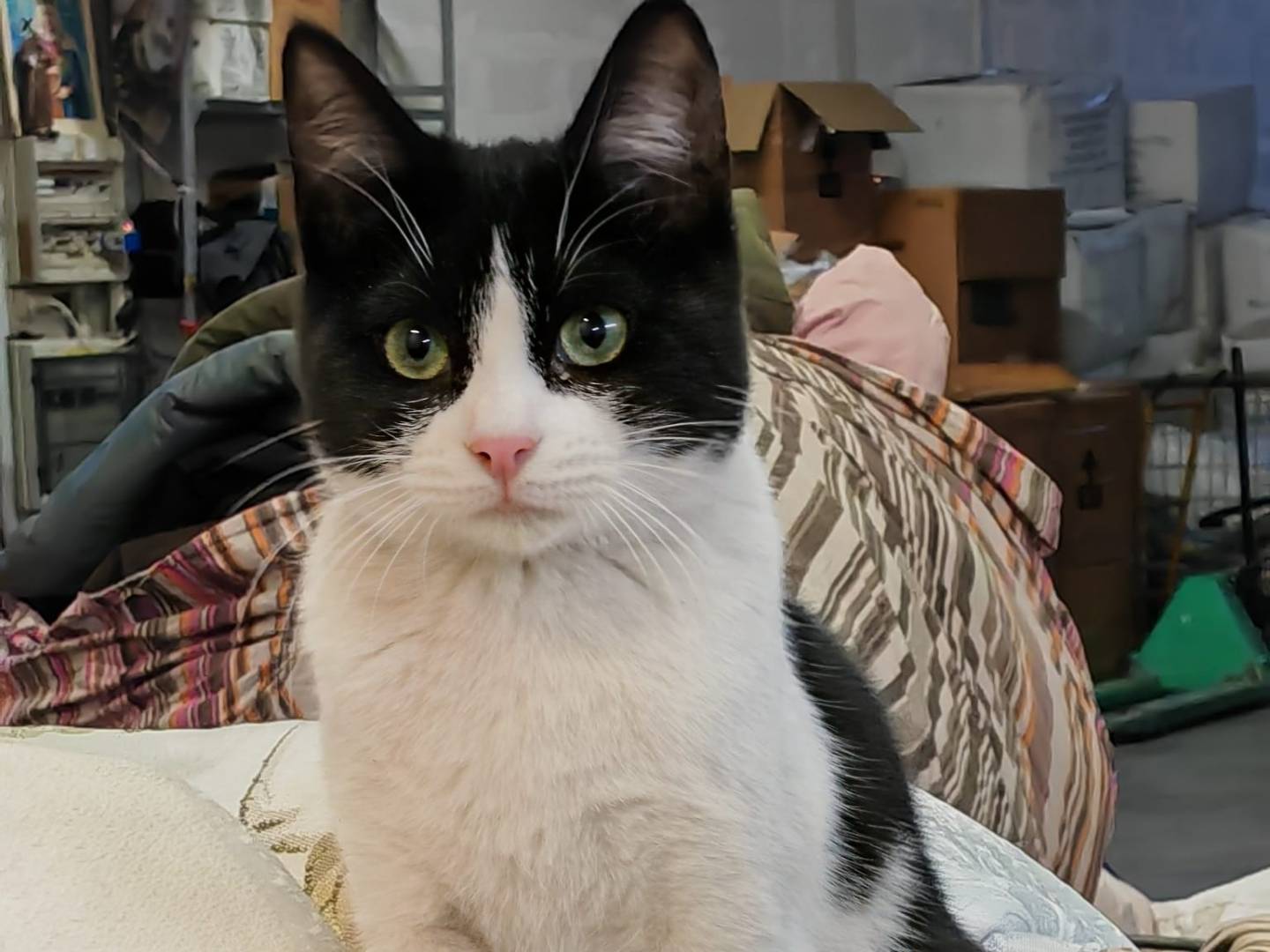 Vuoi adottare un gatto a Genova?