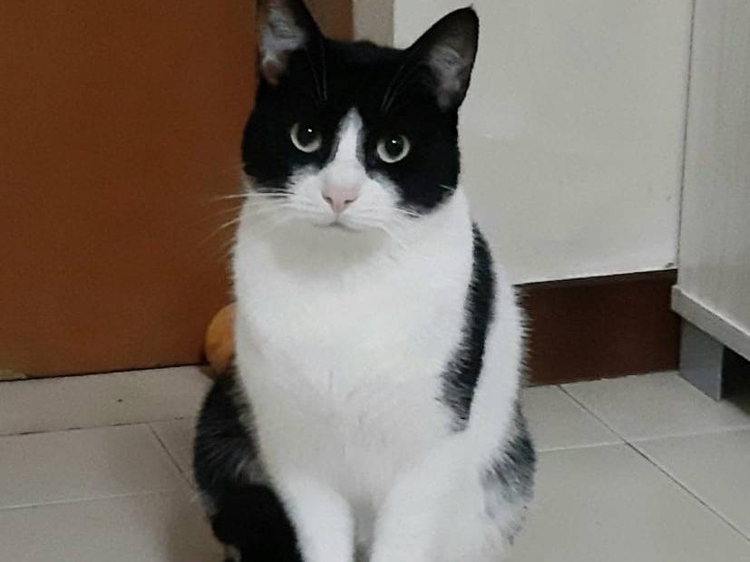 Adotta il gatto Zipper a Genova
