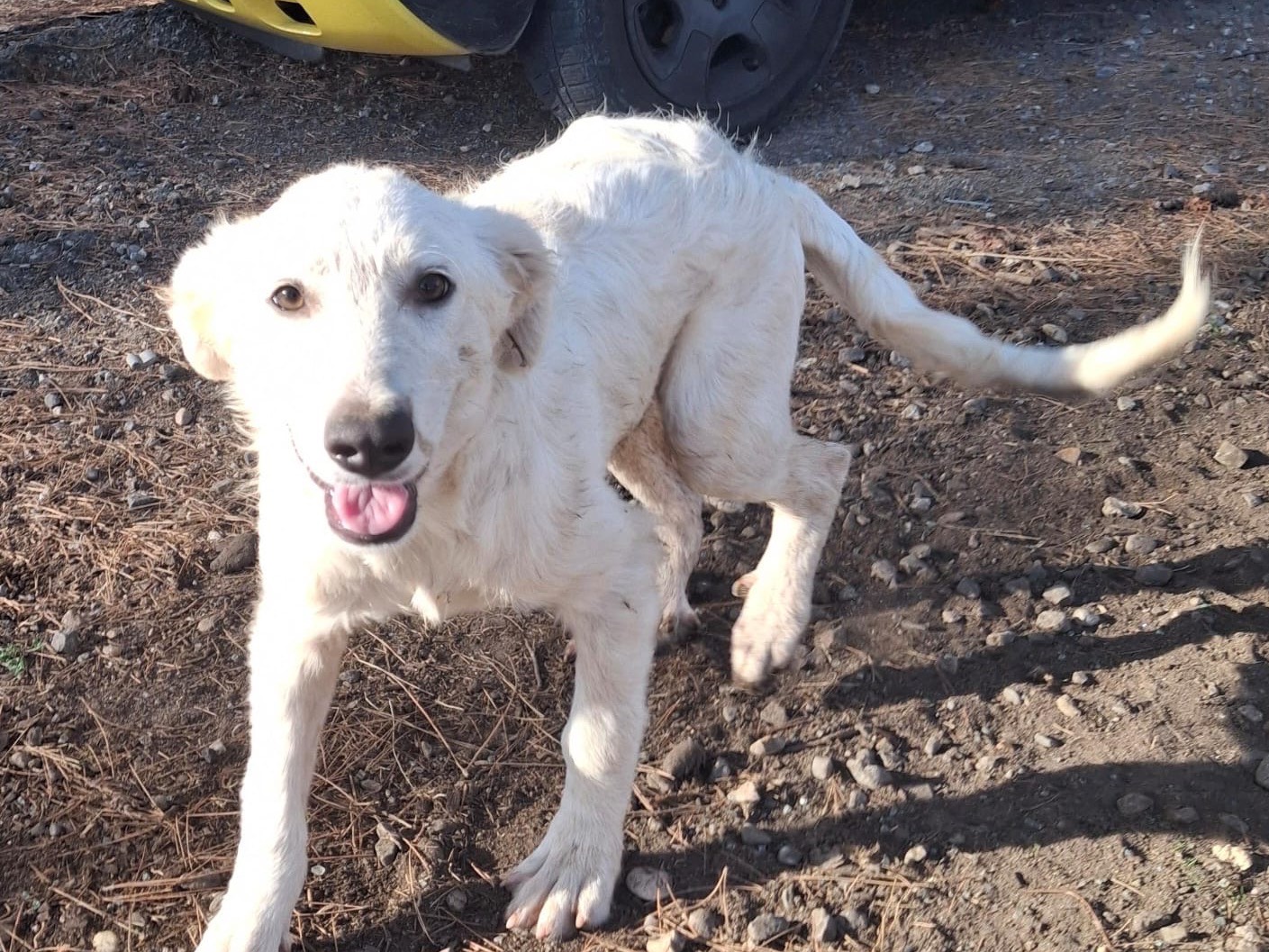 Adotta un cane, maschio, 3 mesi, Crotone