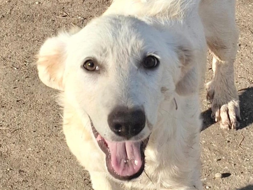 Adotta un cane, taglia media, maschio, Crotone
