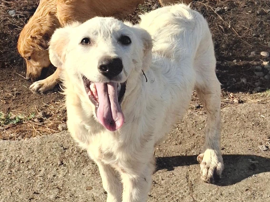 Vuoi adottare un cane a Crotone?