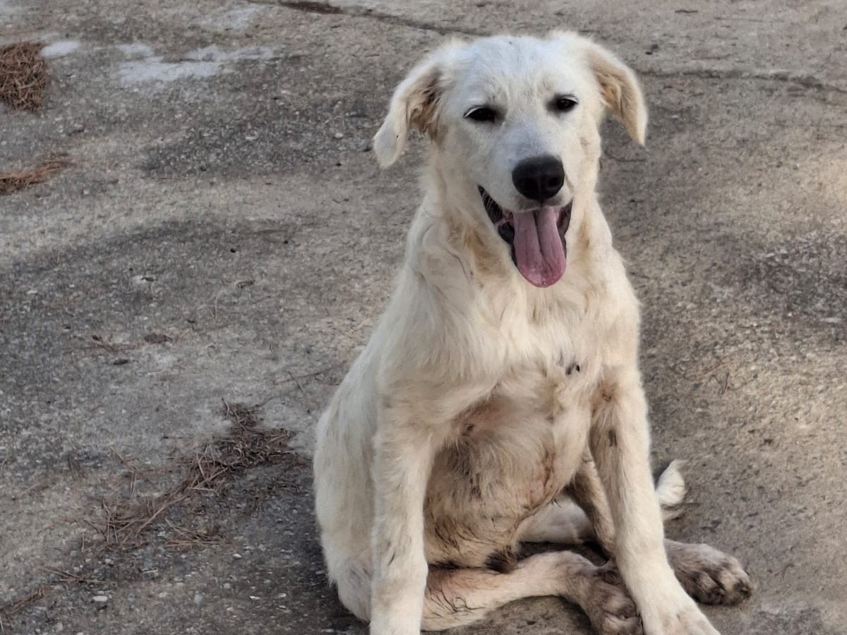 Adotta il cane Strudel  a Crotone