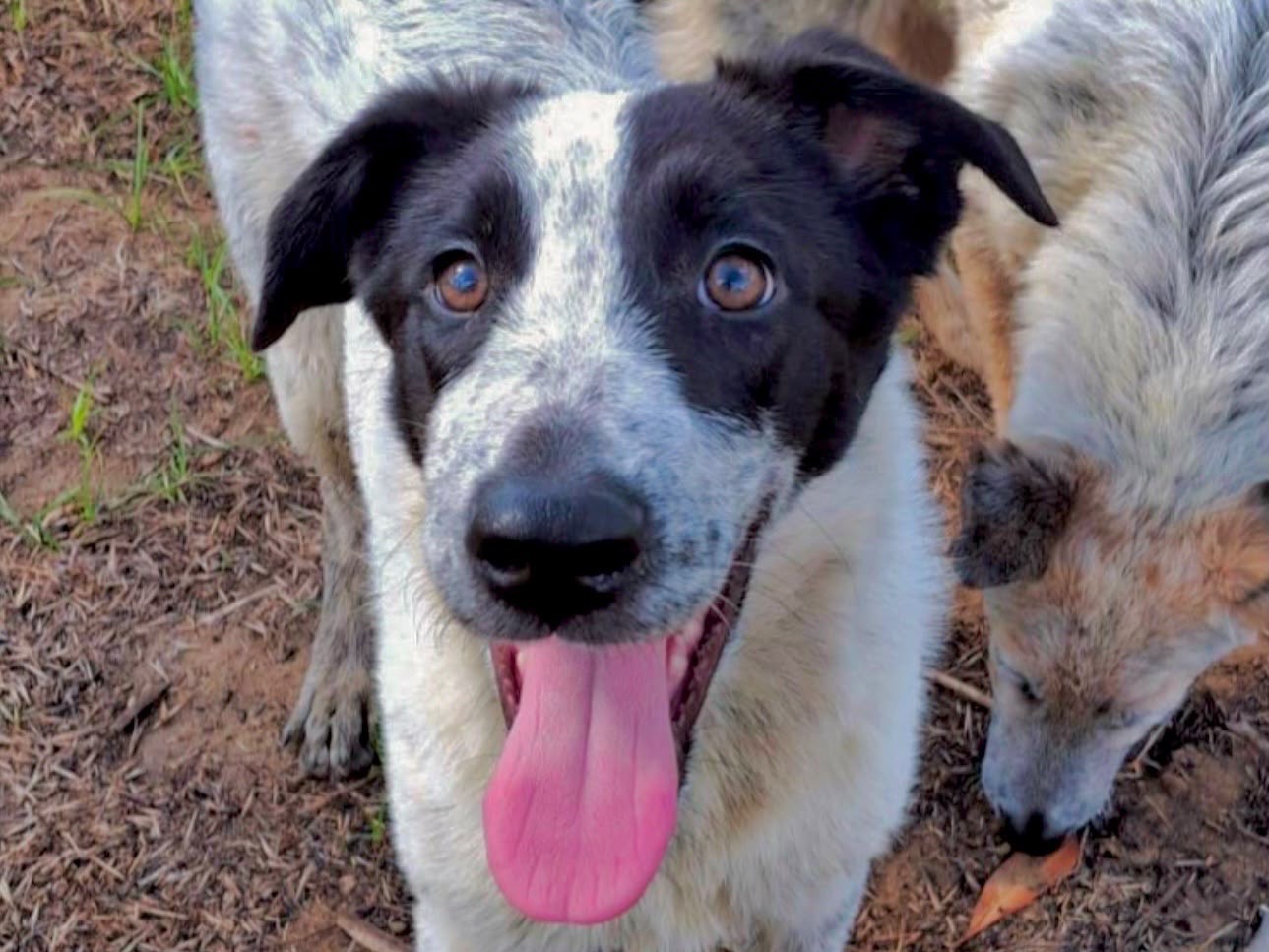Adozione cane, femmina, Razza sconosciuta Razza sconosciuta, 4 mesi, taglia media, Crotone