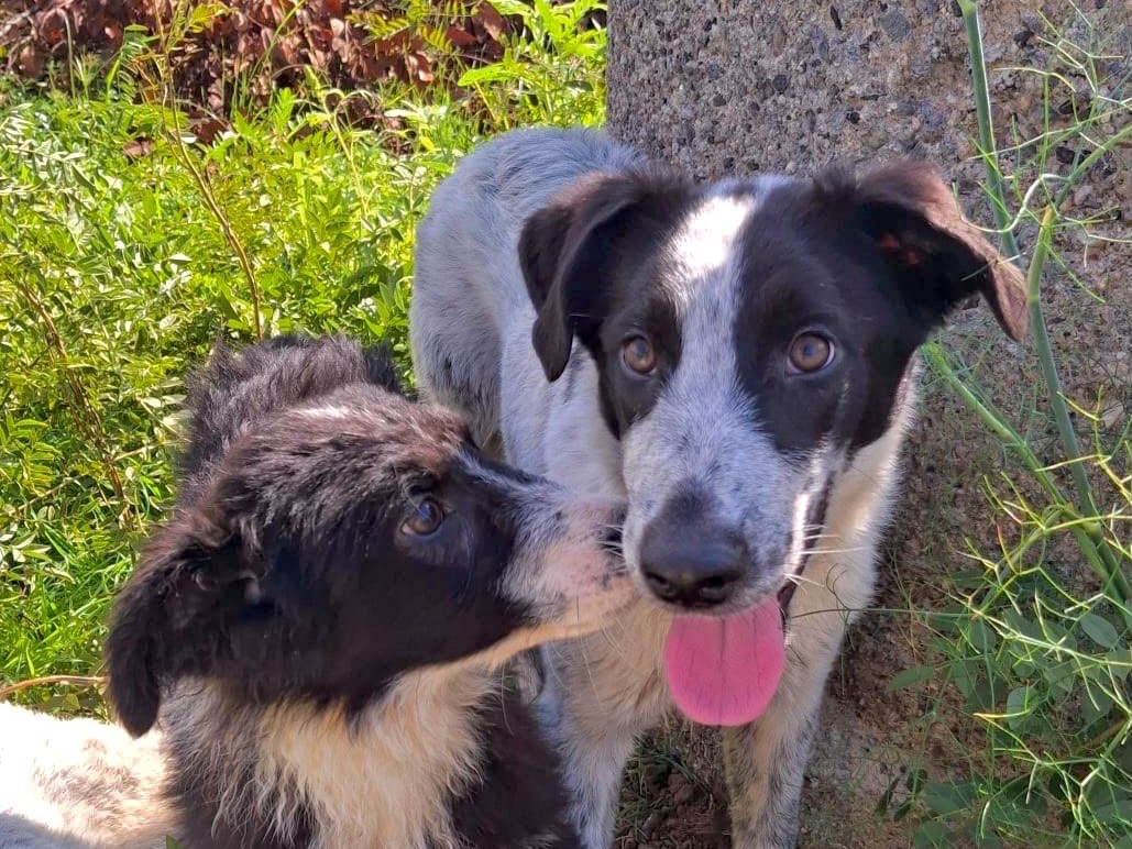 Adotta un cane, femmina, 4 mesi, Crotone
