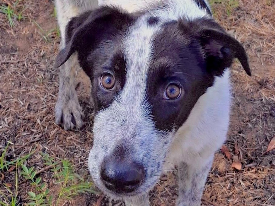 Adotta un cane, taglia media, femmina, Crotone
