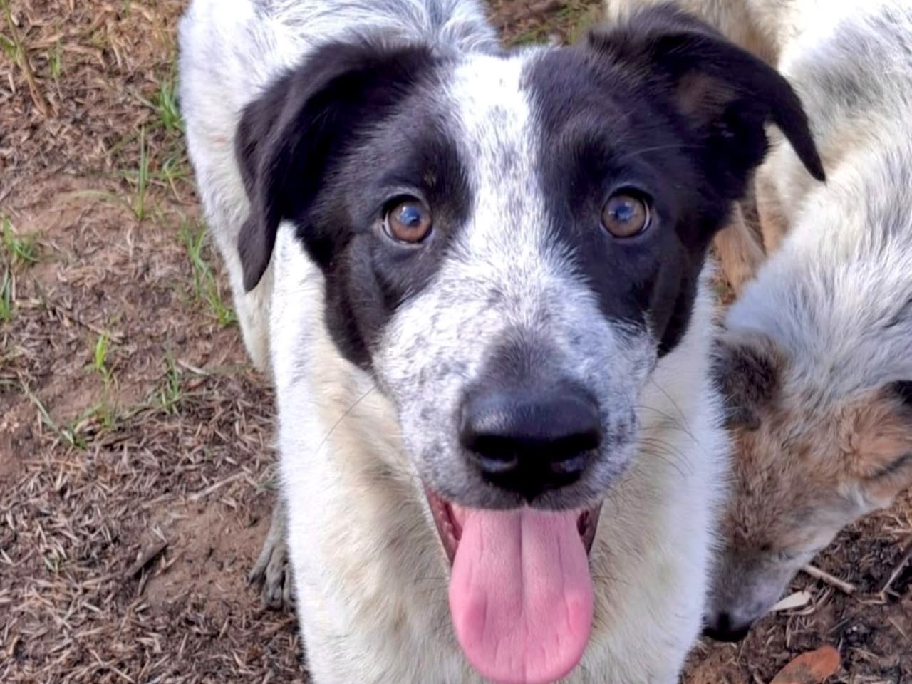 Vuoi adottare un cane a Crotone?