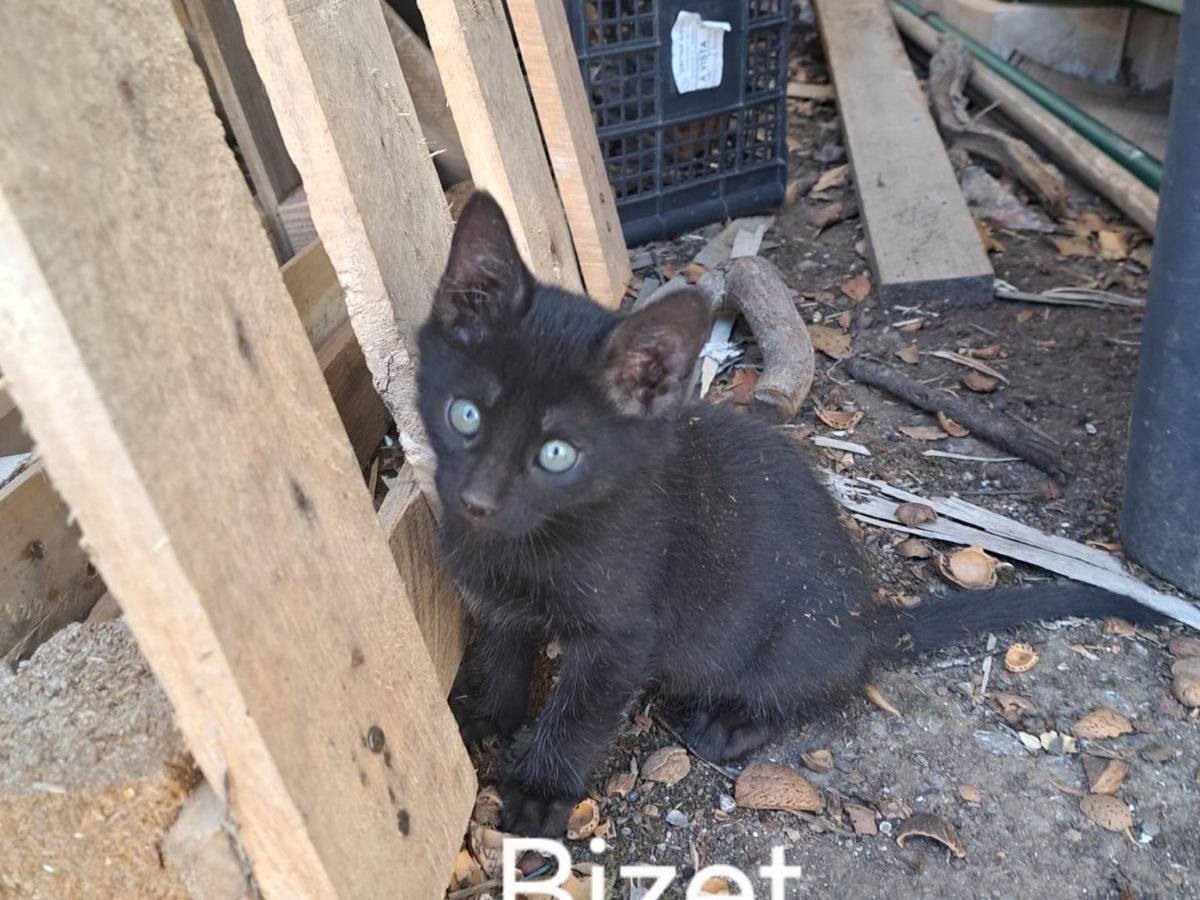 Adozione gatto, maschio, Razza sconosciuta Razza sconosciuta, 2 mesi, taglia non valida, Bari