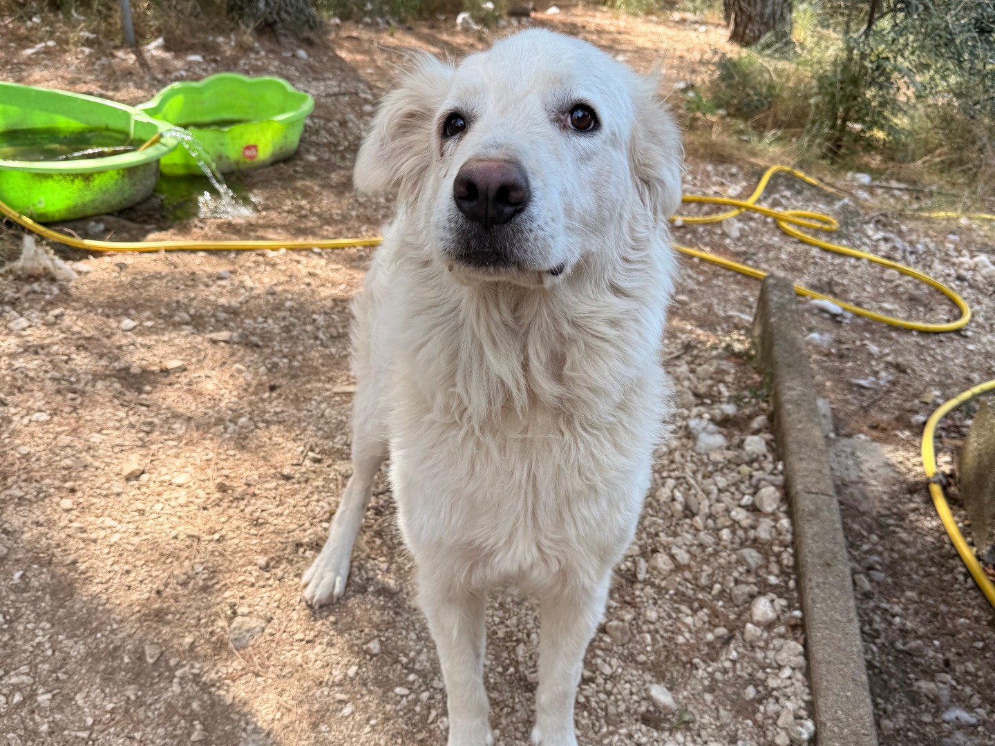 Adozione cane, femmina, Pastore maremmano Razza sconosciuta, 4 anni e 4 mesi, taglia grande, Laquila