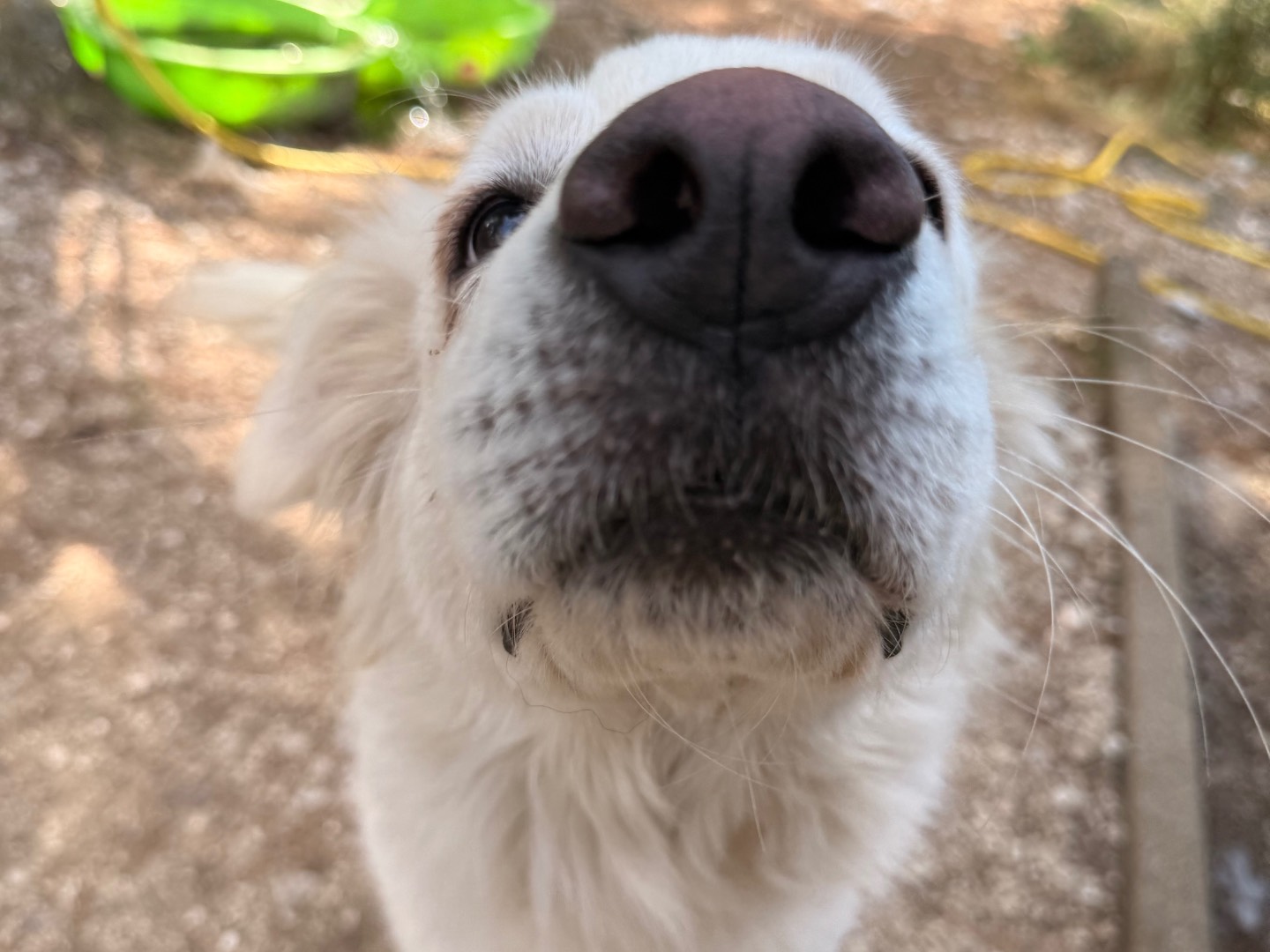 Adotta un cane, femmina, 4 anni e 4 mesi, Laquila