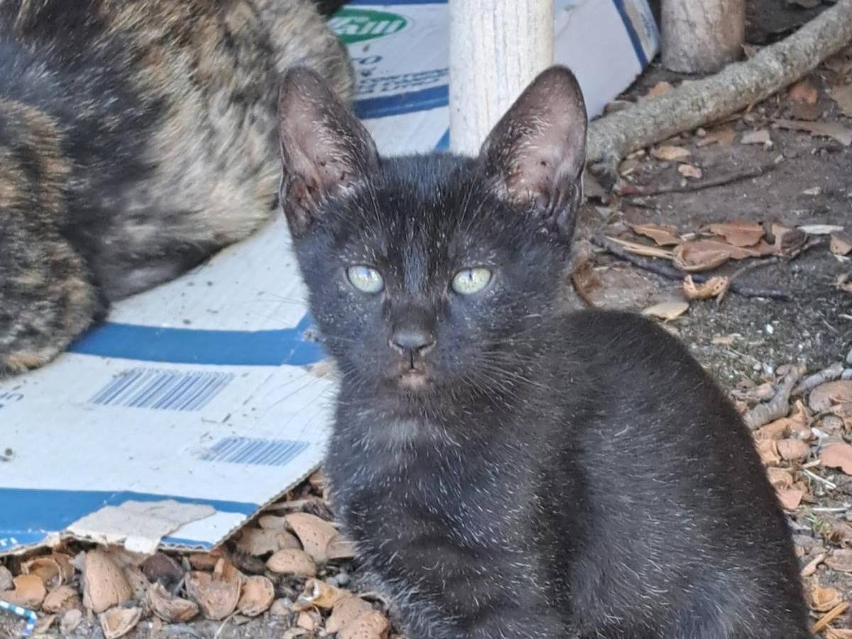 Adozione gatto, maschio, Razza sconosciuta Razza sconosciuta, 2 mesi, taglia non valida, Bari