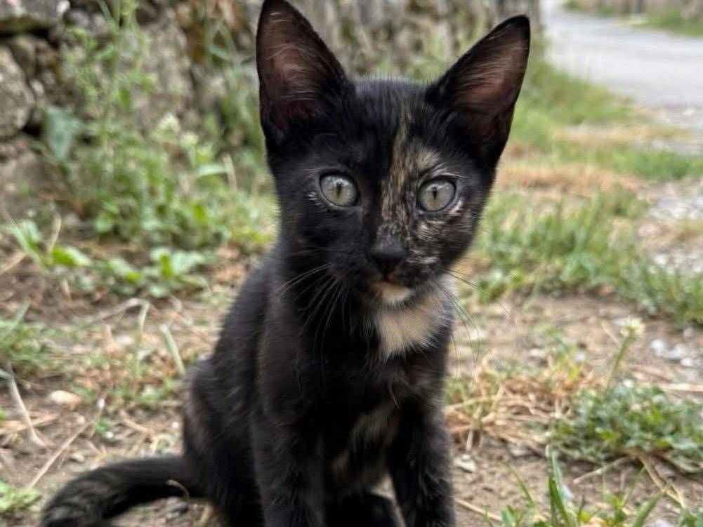 Adozione gatto, femmina, Razza sconosciuta Razza sconosciuta, 3 mesi, taglia non valida, Roma