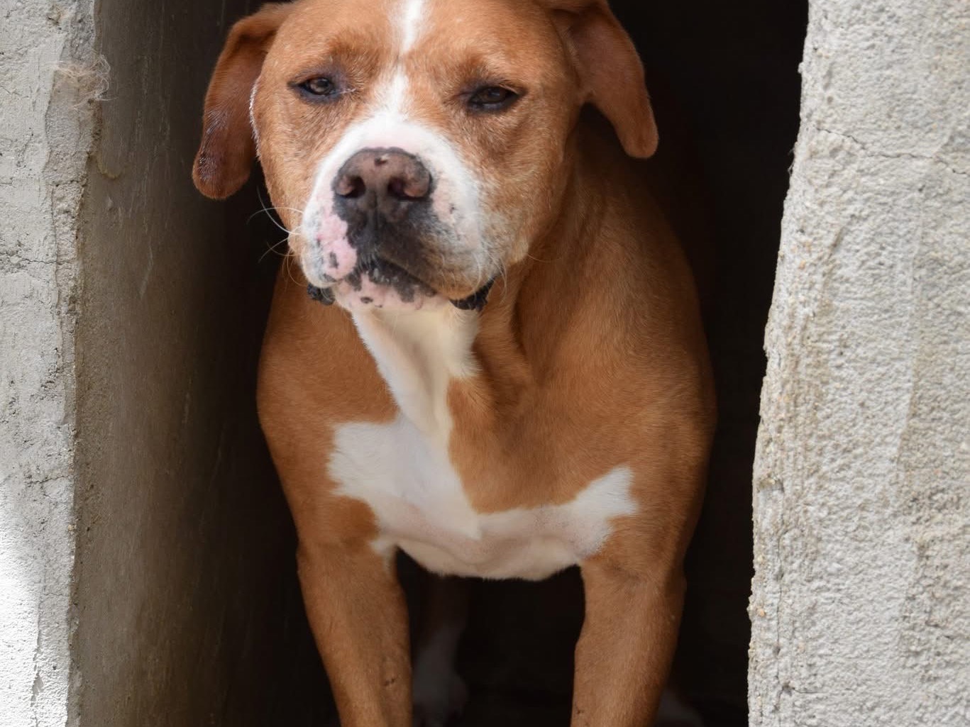 Adotta un cane, maschio, 5 anni, Pescara