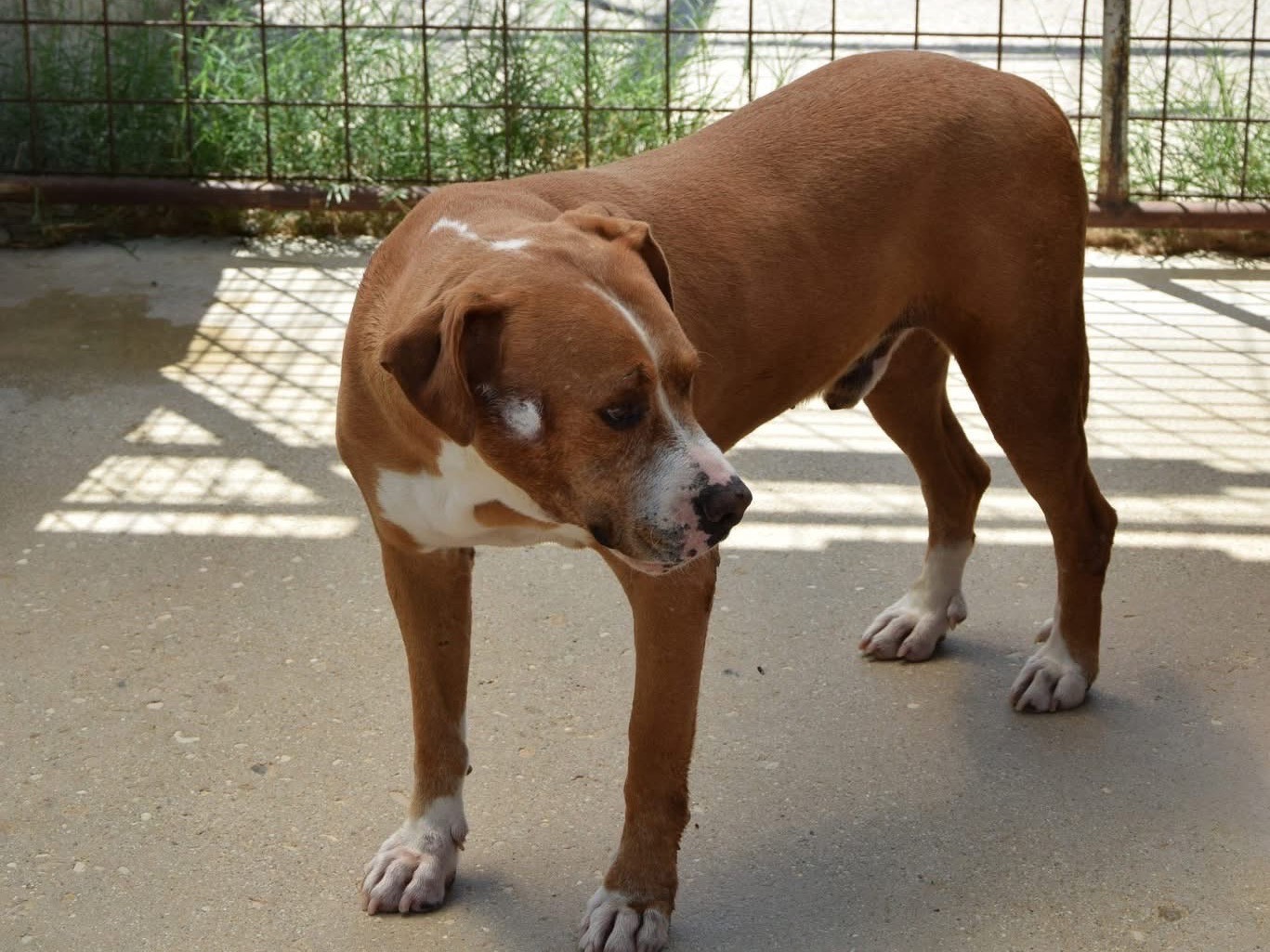 Adotta un cane, taglia grande, maschio, Pescara