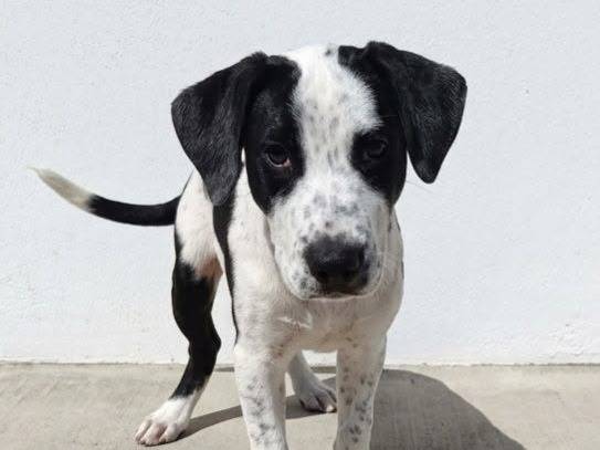 Adozione cane, maschio, Razza sconosciuta Razza sconosciuta, 5 mesi, taglia media, Crotone