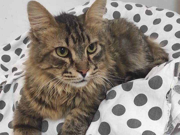 Adozione gatto, maschio, Razza sconosciuta Razza sconosciuta, 9 anni e 8 mesi, taglia non valida, Brescia