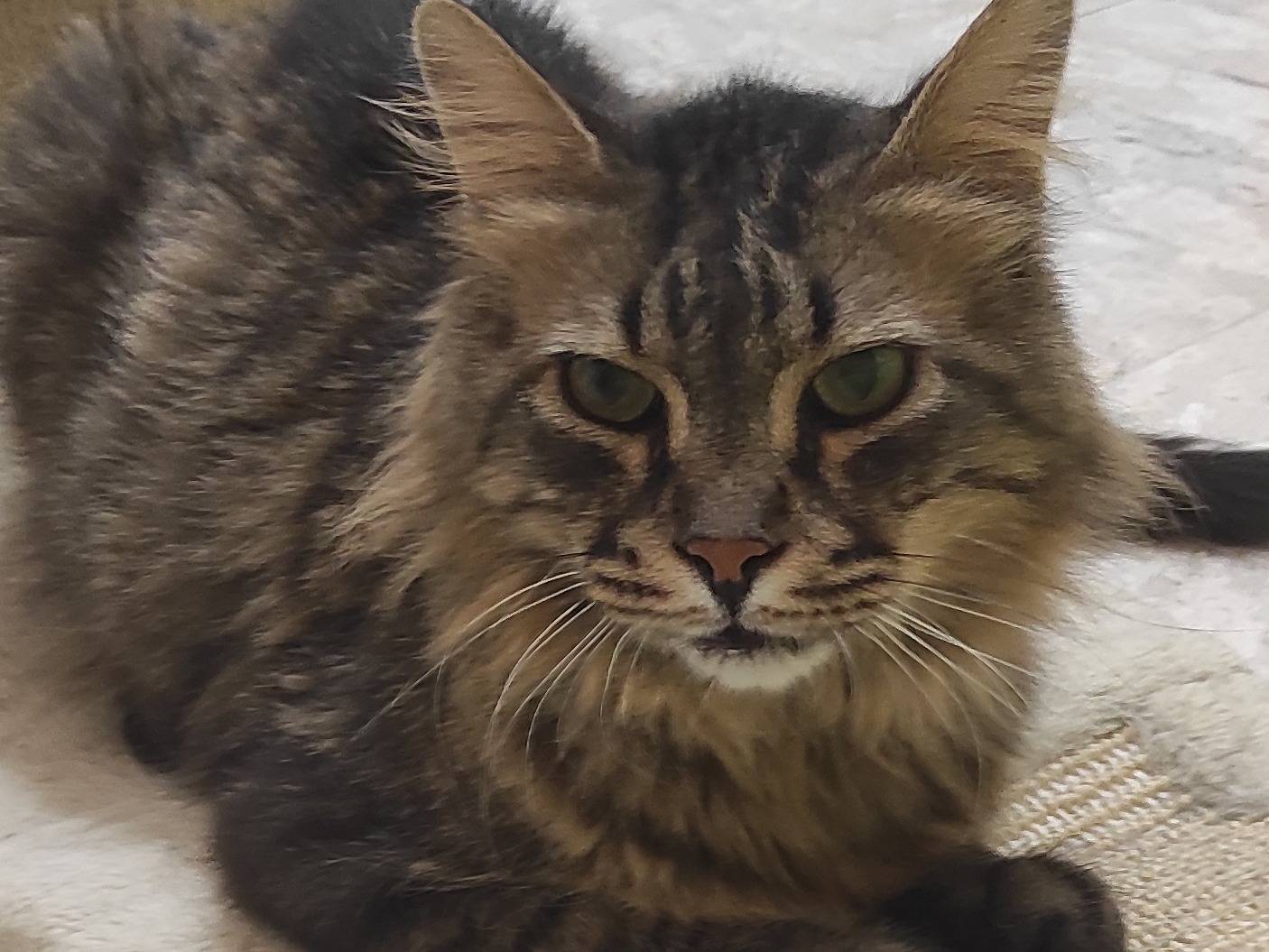Adotta un gatto, maschio, 9 anni e 8 mesi, Brescia