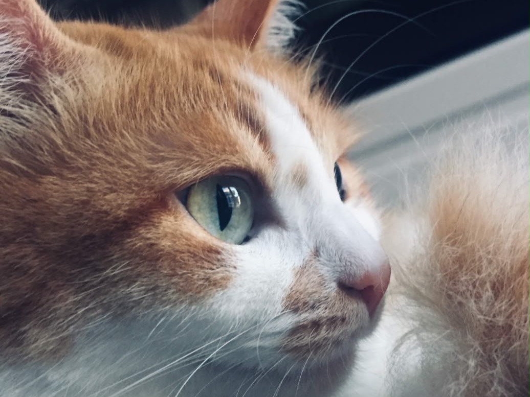 Adozione gatto, femmina, Razza sconosciuta Razza sconosciuta, 10 anni e 8 mesi, taglia non valida, Catanzaro