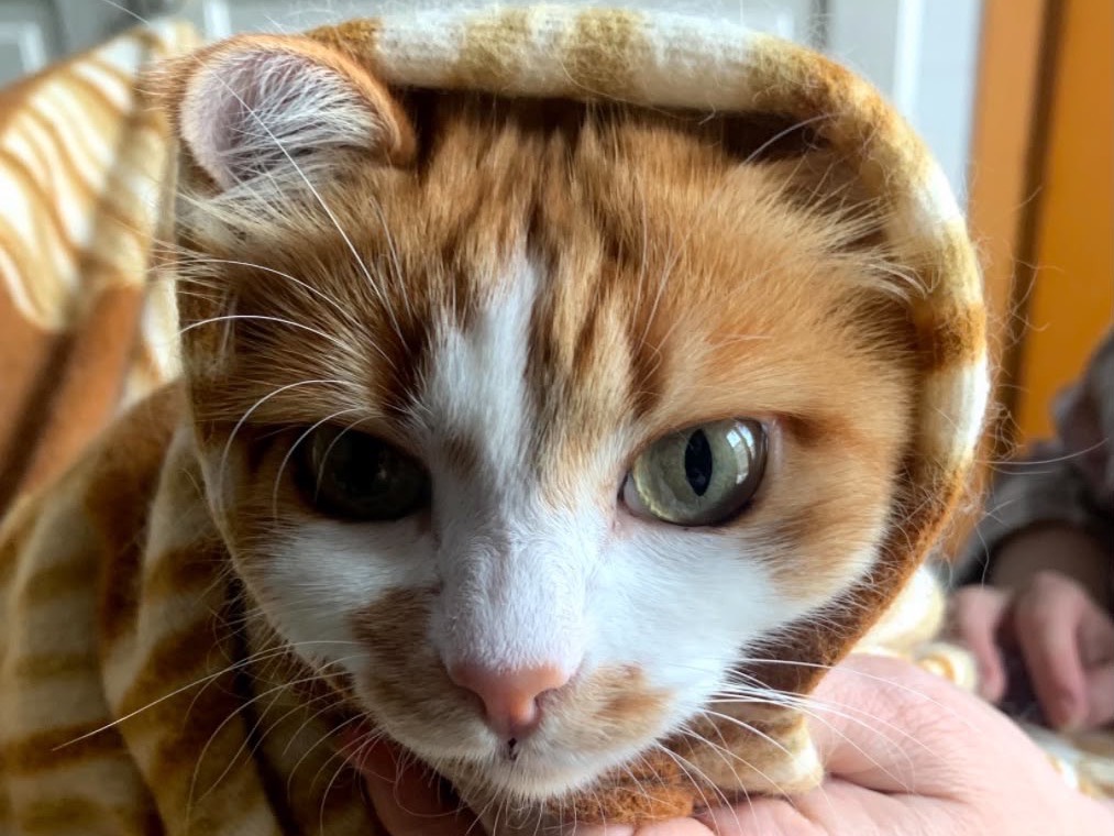 Adotta un gatto, femmina, 10 anni e 8 mesi, Catanzaro