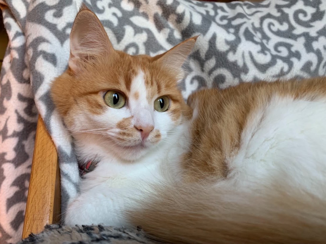 Adotta un gatto, taglia non valida, femmina, Catanzaro