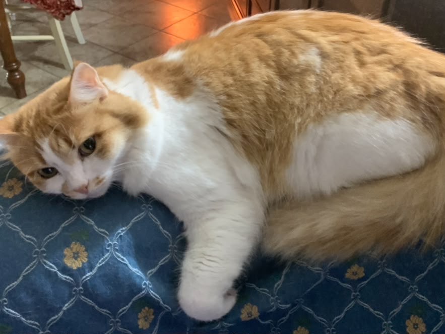 Vuoi adottare un gatto a Catanzaro?