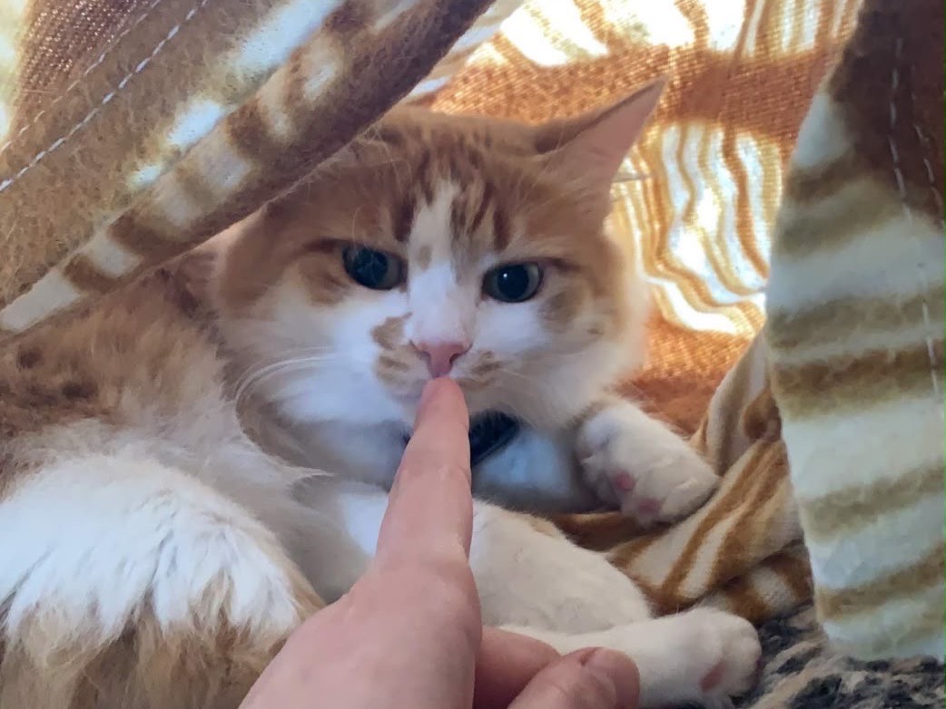 Adotta il gatto Giulietta a Catanzaro