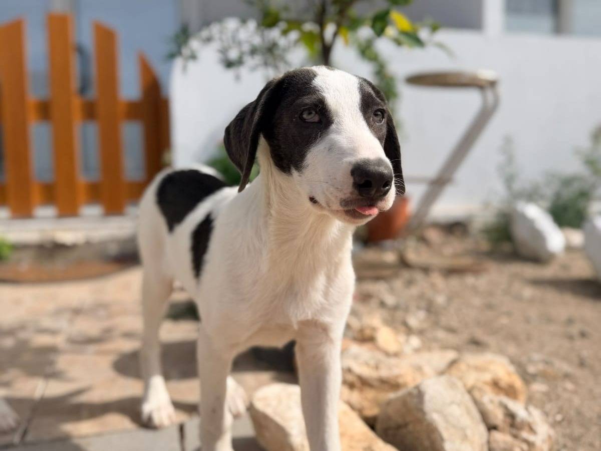 Adotta un cane, maschio, 4 mesi, Milano