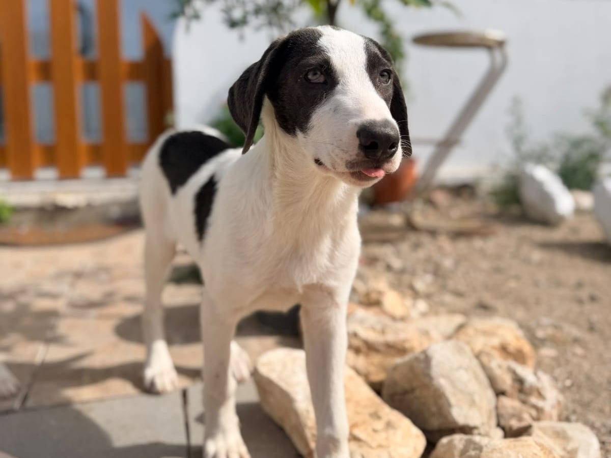 Adotta un cane, taglia media, maschio, Milano