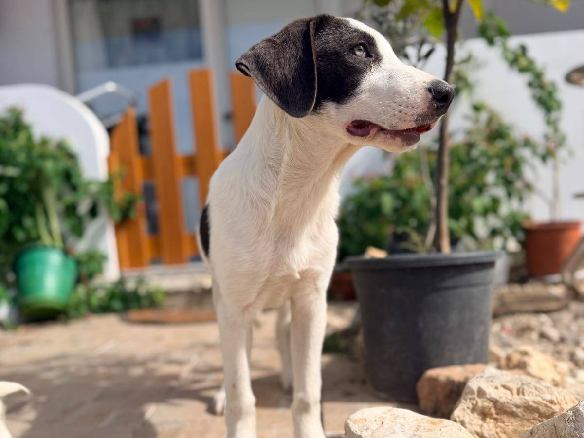 Vuoi adottare un cane a Milano?