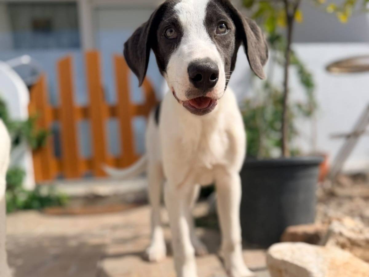 Adozione cane, maschio, Razza sconosciuta Razza sconosciuta, 4 mesi, taglia media, Milano