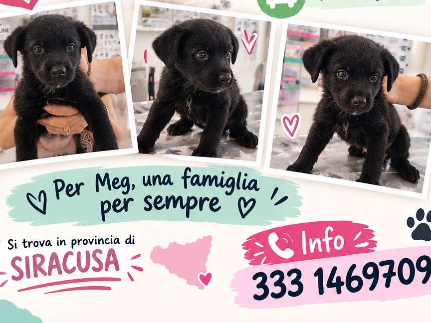 Adozione cane, femmina, Razza sconosciuta Razza sconosciuta, 1 mese, taglia piccola, Siracusa