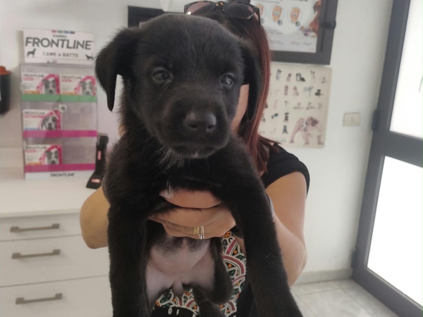 Adotta un cane, femmina, 1 mese, Siracusa
