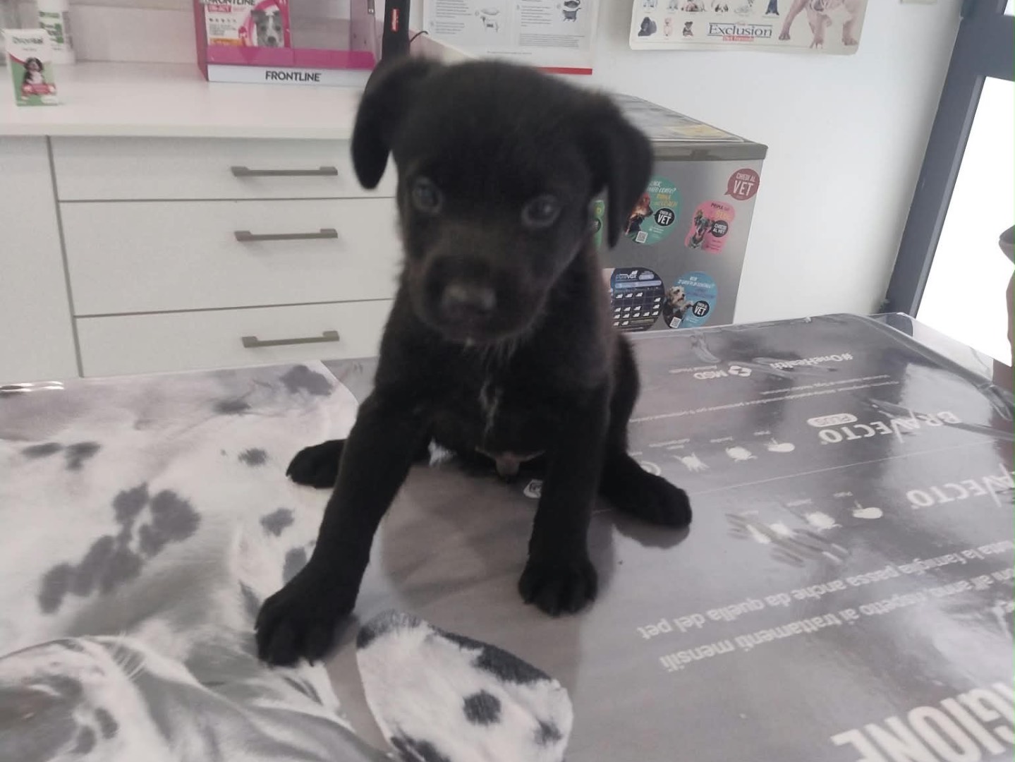 Adotta un cane, taglia piccola, femmina, Siracusa