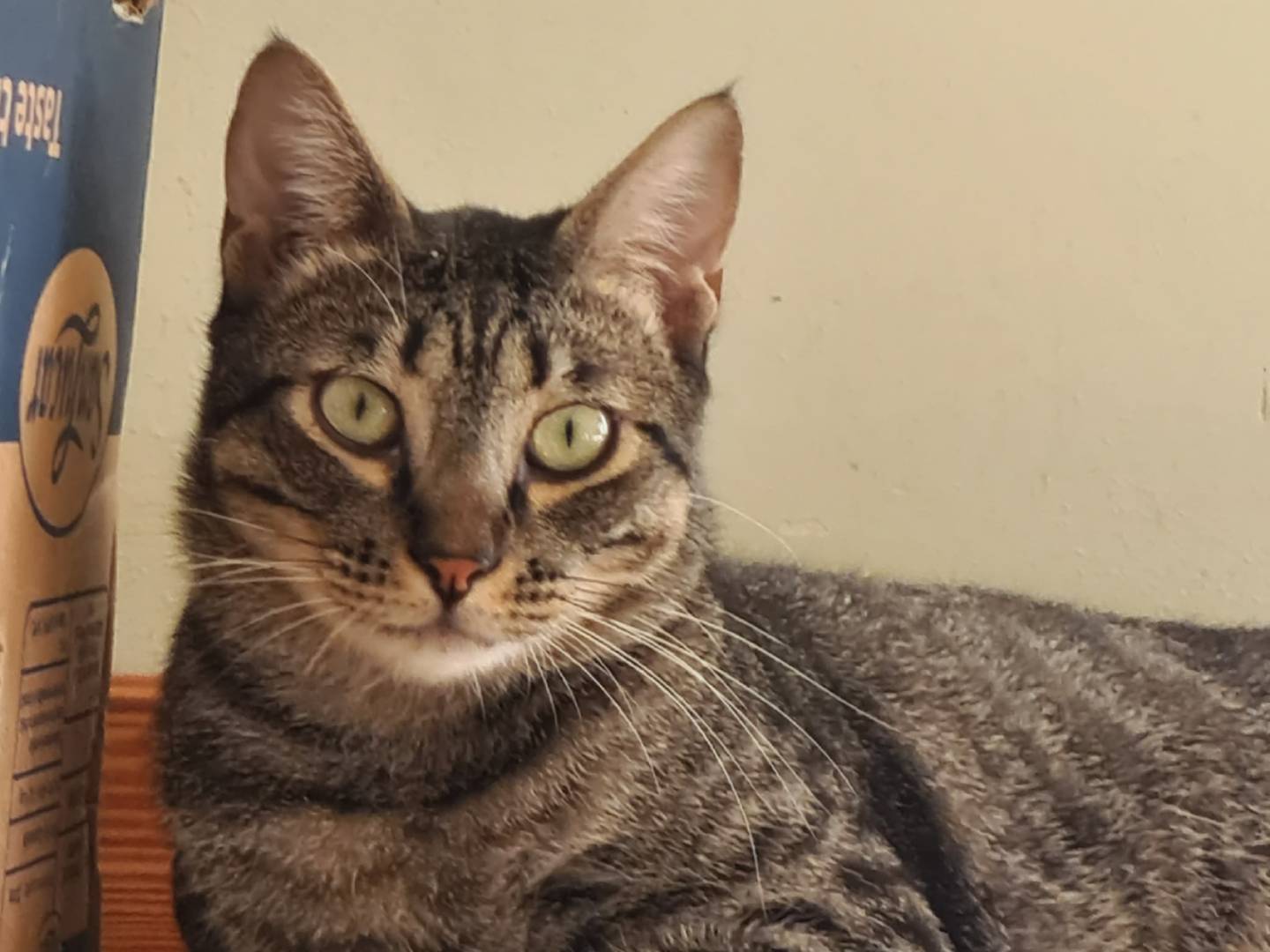 Adotta un gatto, maschio, 3 anni, Bari