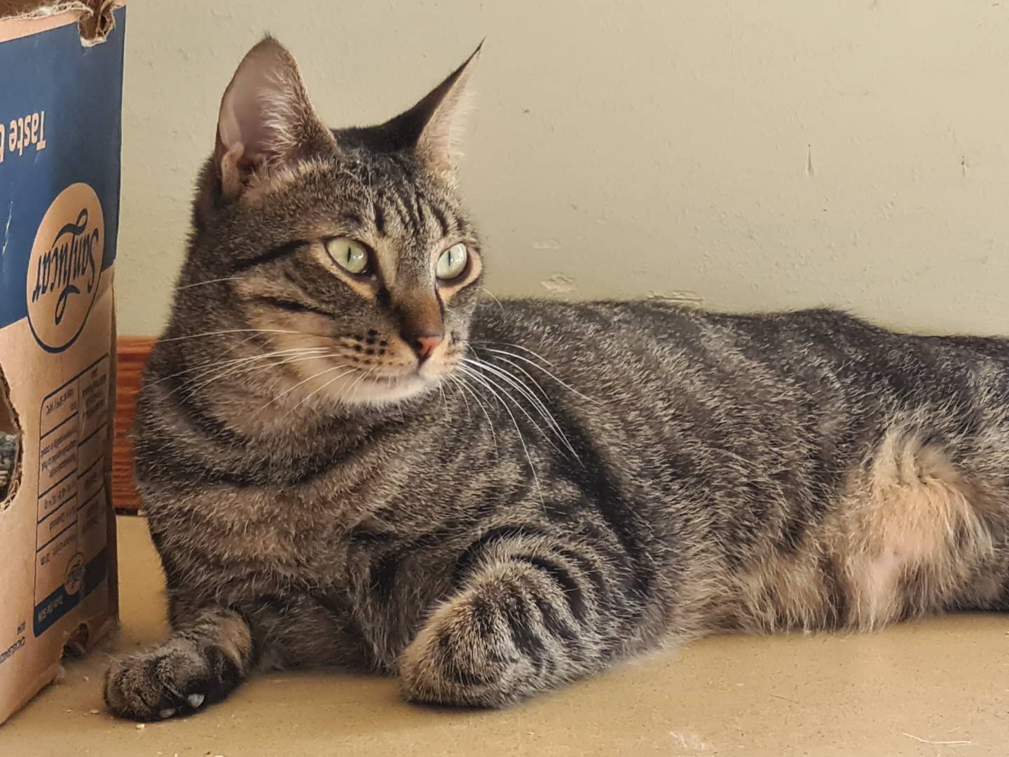 Adozione gatto, maschio, Razza sconosciuta Razza sconosciuta, 3 anni, taglia non valida, Bari