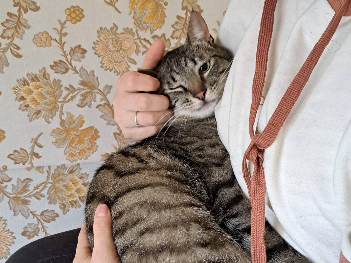 Adotta un gatto, taglia non valida, maschio, Bari