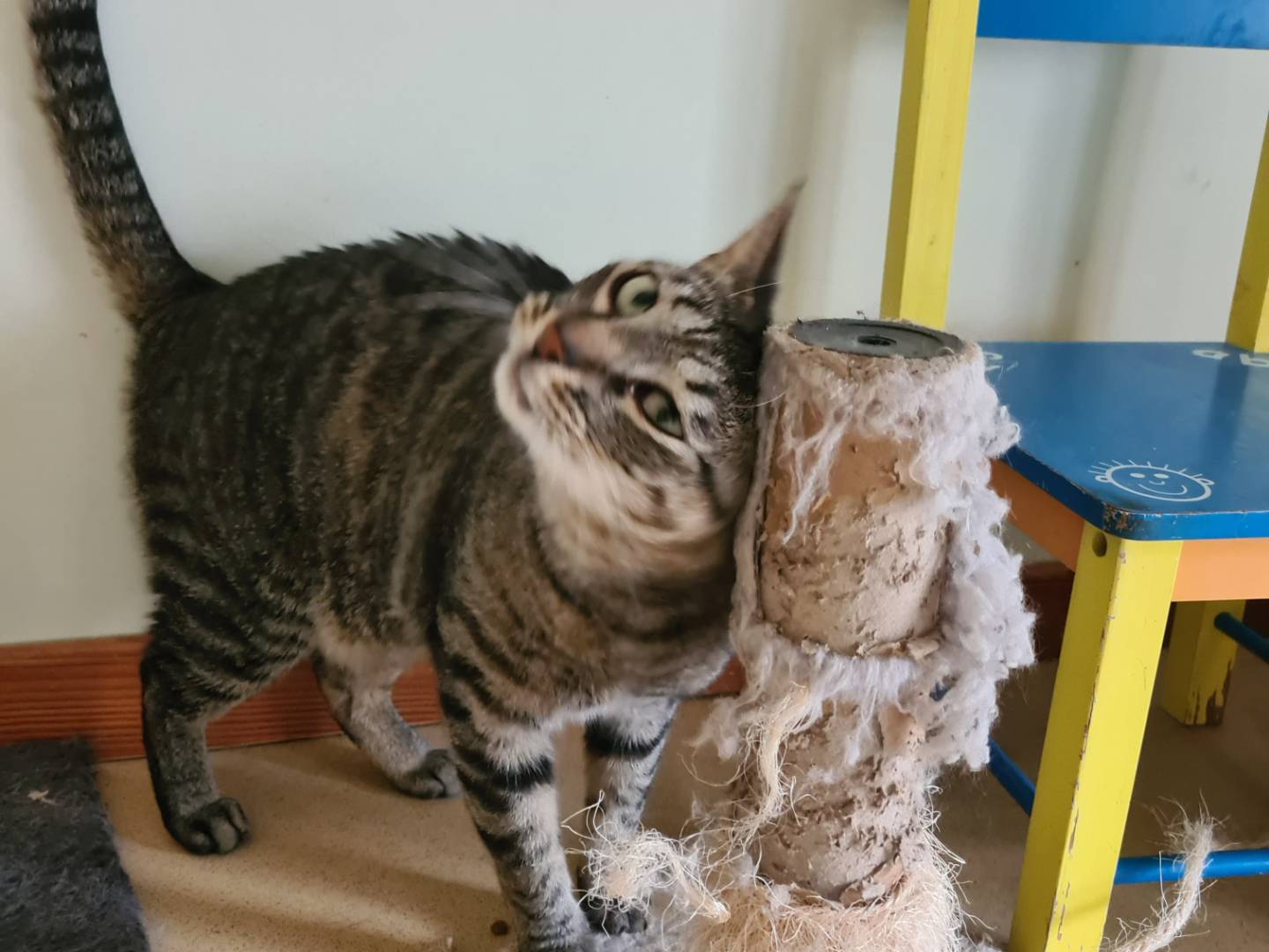 Vuoi adottare un gatto a Bari?