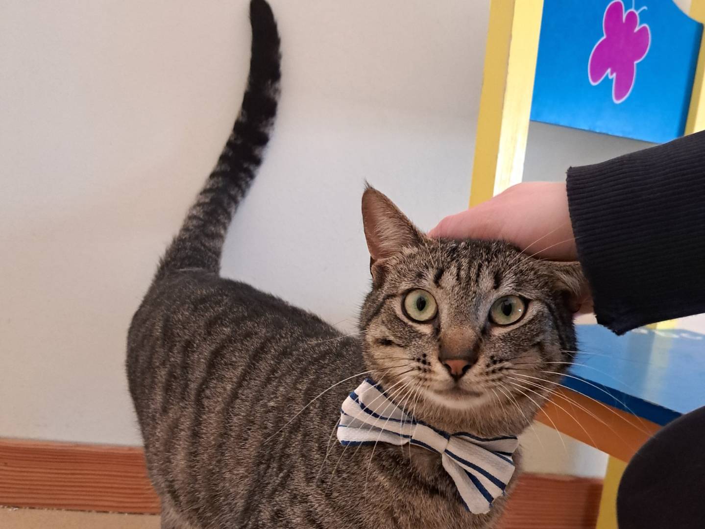 Adotta il gatto Jeff a Bari