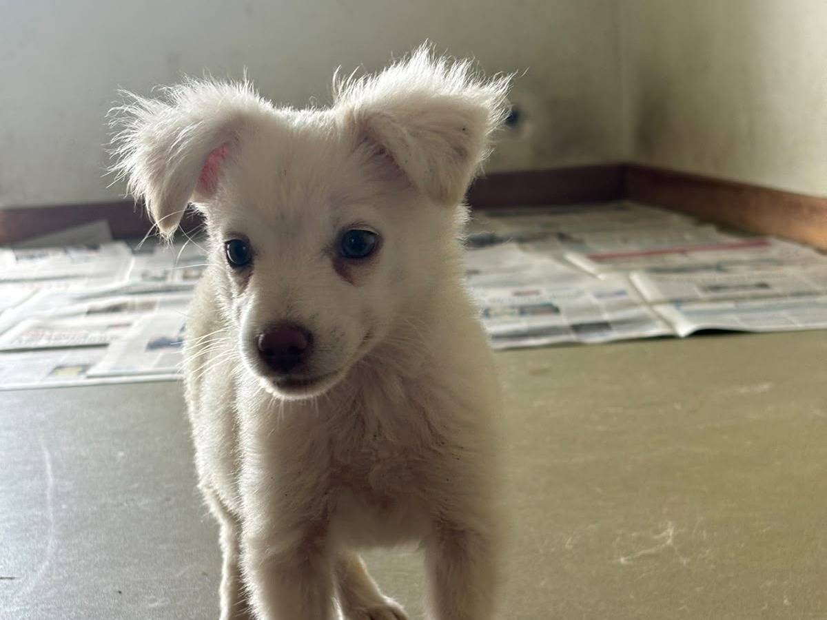 Adotta un cane, femmina, 2 mesi, Bari